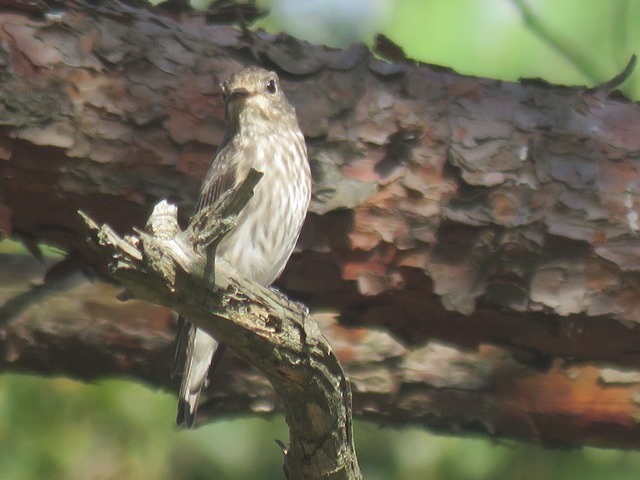 野鳥トレ95 キーナの森_b0227552_20140698.jpg