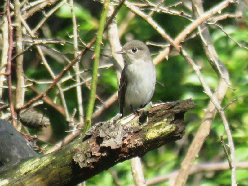 野鳥トレ95 キーナの森_b0227552_20142182.jpg