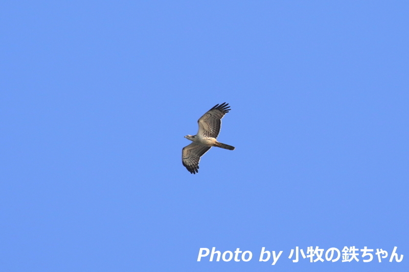 2017年 秋のタカの渡り　～伊良湖岬：ハチクマ・ノスリ・サシバ・ミサゴ・ハヤブサ～_a0343856_22092630.jpg