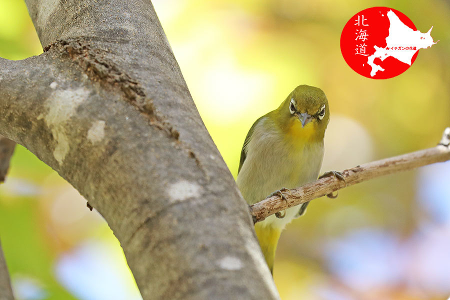 メジロ虫さんキャッチ イチガンの花道 メジロ虫さんキャッチ イチガンの花道