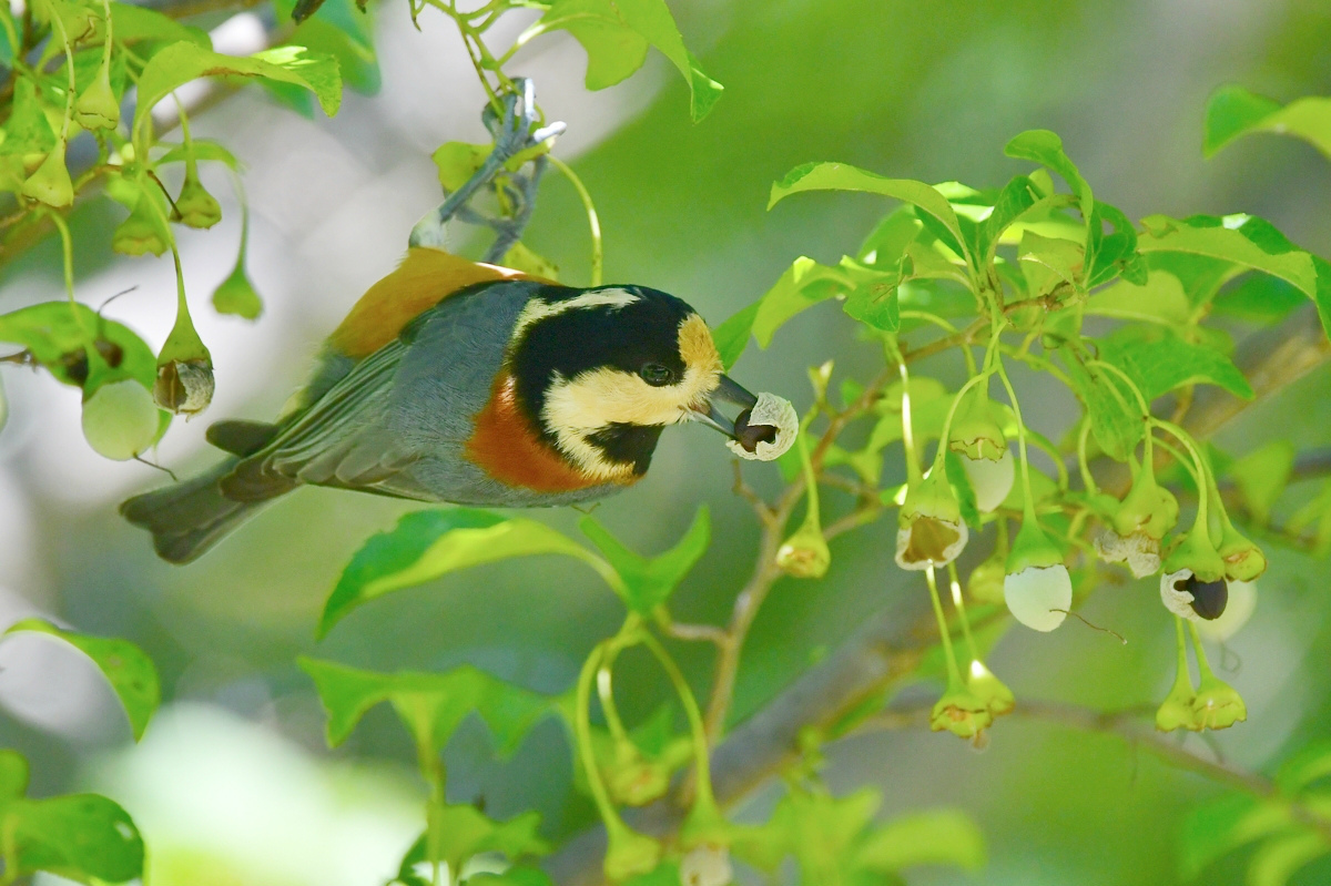 エゴノキにヤマガラ_f0053272_23553471.jpg