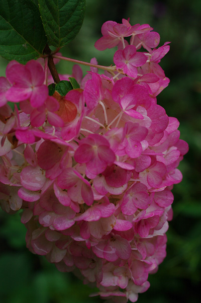 バニラストロベリー 花日記