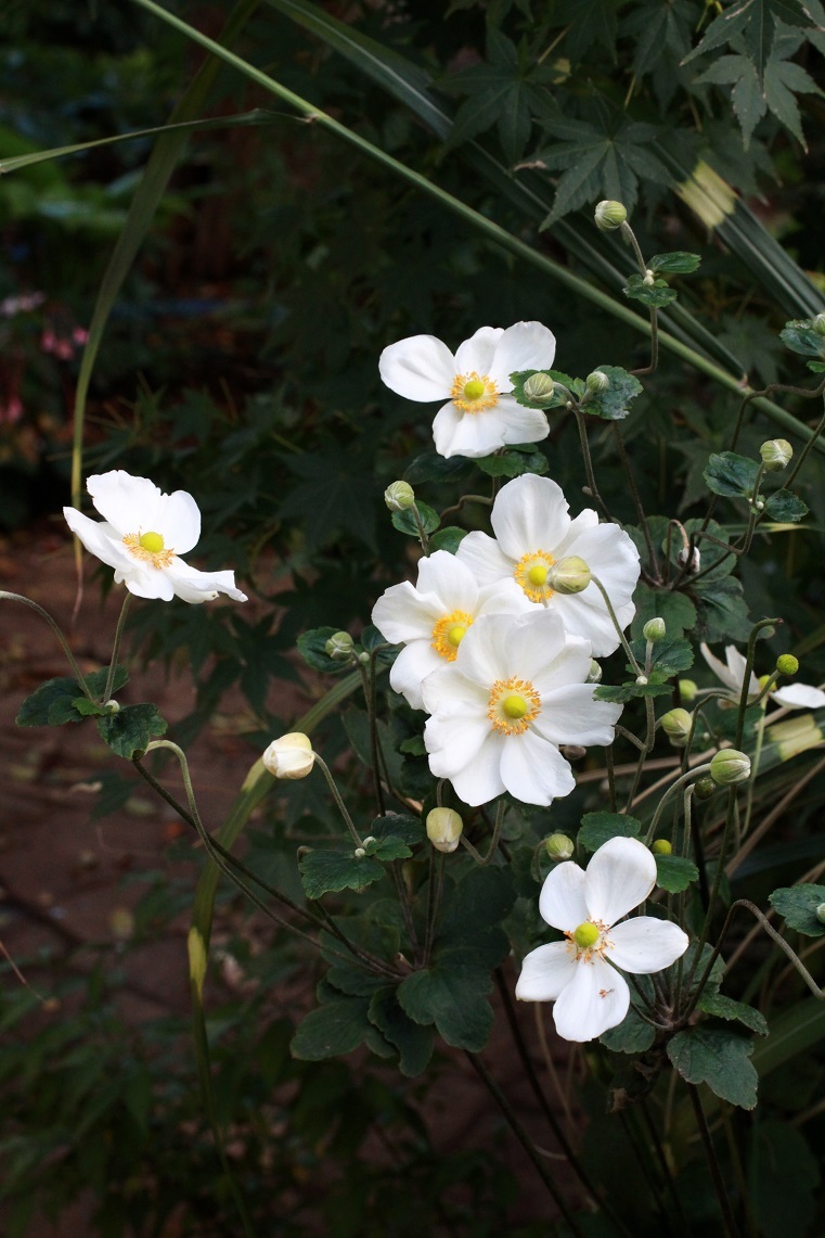 公園に移植されそうな花たち　～シュウメイギク～_a0107574_23070705.jpg