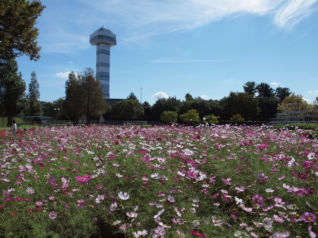 木曽三川公園センターのコスモス 1 自然風の自然風だより