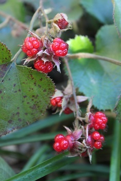 e0354596_20063353.jpg