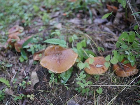 c0090198_19291085.jpg