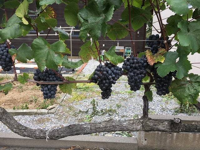c0124100_17345124.jpg