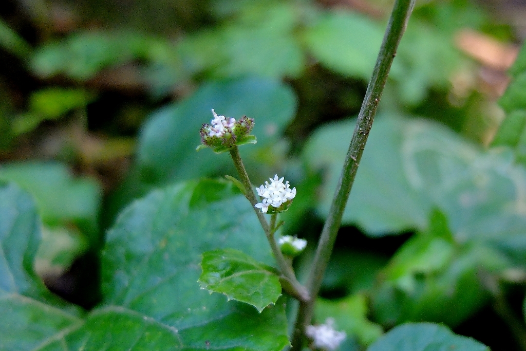 秋の伊吹山①見かけた野草_e0304001_15372500.jpg