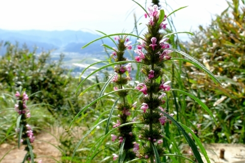 秋の伊吹山①見かけた野草_e0304001_15372707.jpg