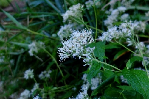 秋の伊吹山①見かけた野草_e0304001_15372955.jpg