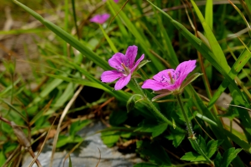 秋の伊吹山①見かけた野草_e0304001_16071999.jpg