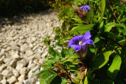 秋の伊吹山①見かけた野草_e0304001_16130977.jpg