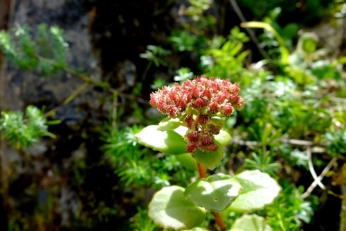 秋の伊吹山①見かけた野草_e0304001_16131137.jpg