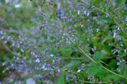 e0304001_16443823.jpg