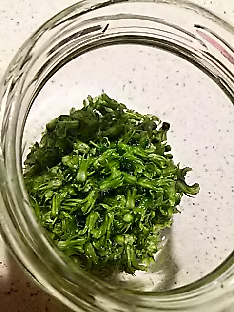 f0024708_16105794.jpg