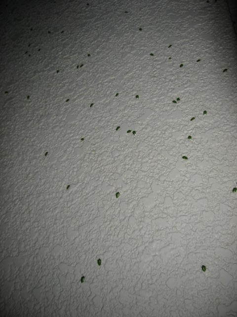 c0062511_20225782.jpg