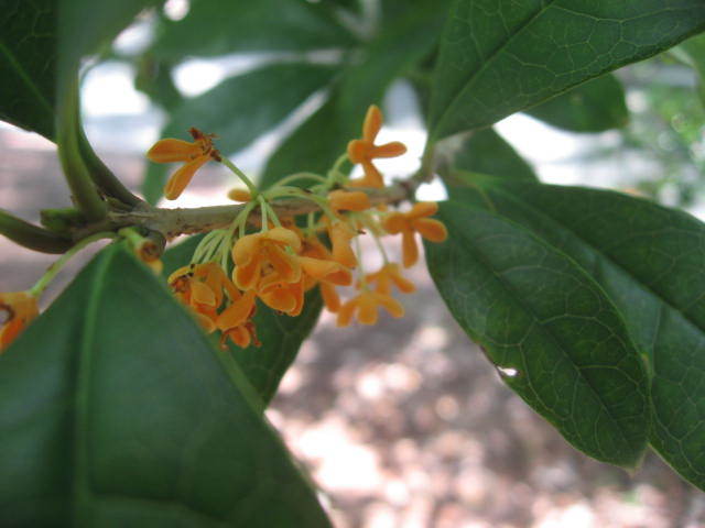 c0062511_20461398.jpg