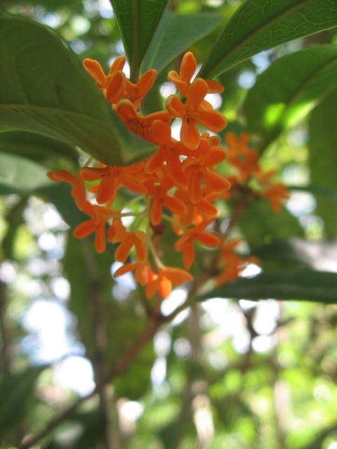 c0062511_20543636.jpg