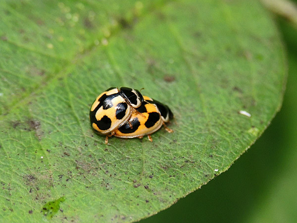 ナミテントウ蛹、ヒメカメノコテントウ蛹_b0033112_18211484.jpg