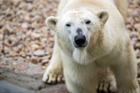 エストニア・タリン動物園の新ホッキョクグマ飼育展示場が公式にオープン ～ 日に日に環境に慣れる親子_a0151913_21524121.jpg