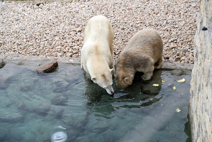 エストニア・タリン動物園の新ホッキョクグマ飼育展示場が公式にオープン ～ 日に日に環境に慣れる親子_a0151913_23534727.jpg