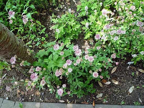 c0009413_17231916.jpg
