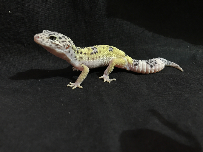 レオパ ハイポTUGスノーの販売 : 横浜の爬虫類専門店 | アクア