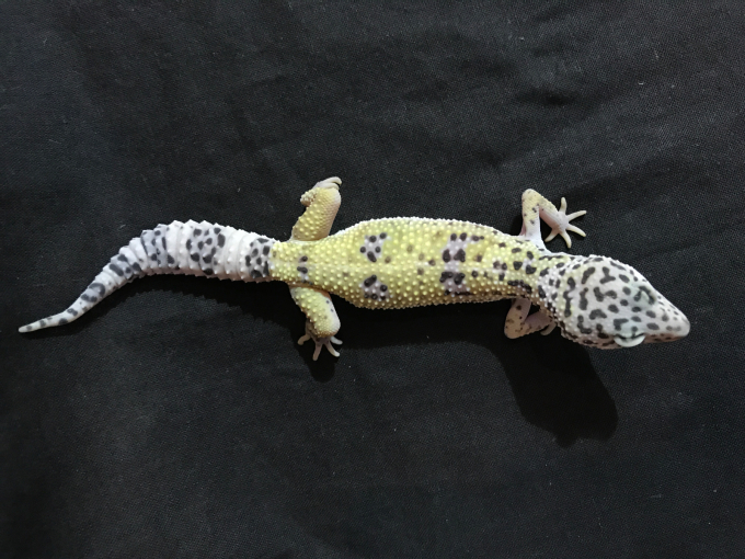 レオパ ハイポTUGスノーの販売 : 横浜の爬虫類専門店 | アクア