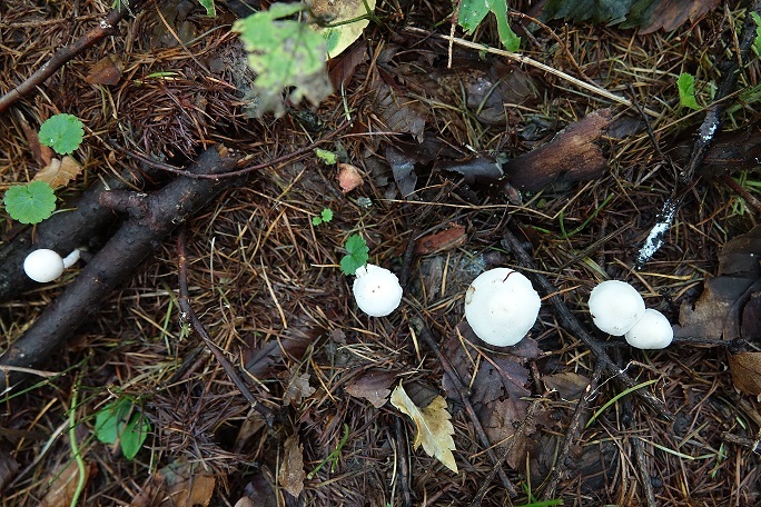 f0360815_15225134.jpg