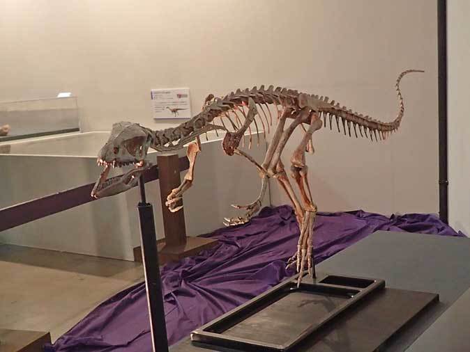 化石 コエロフィシス 歯 [DS394] 恐竜 希少 レア 化石 コエロフィシス