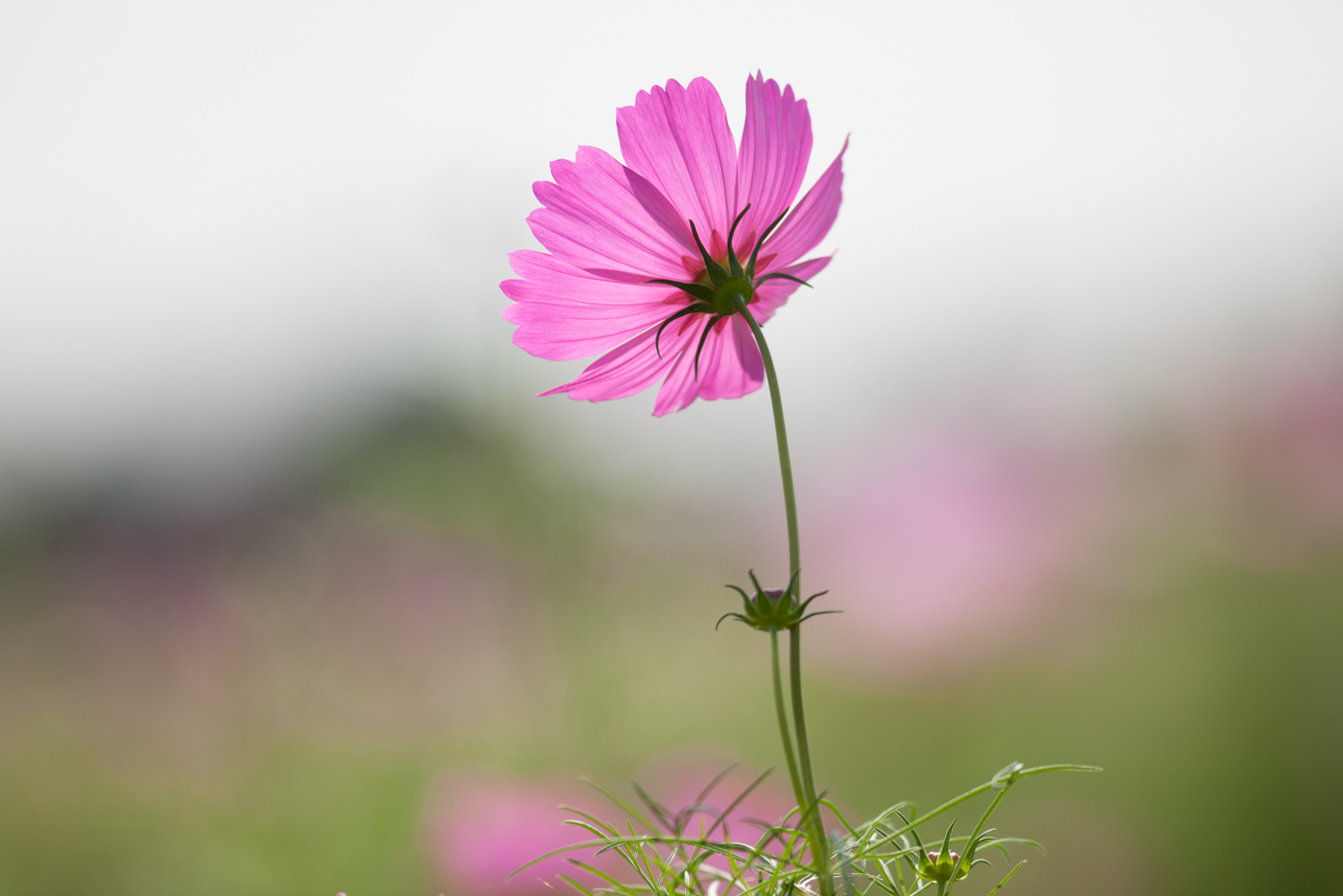Canon EF300mm F4L IS USM_c0369219_19111681.jpg