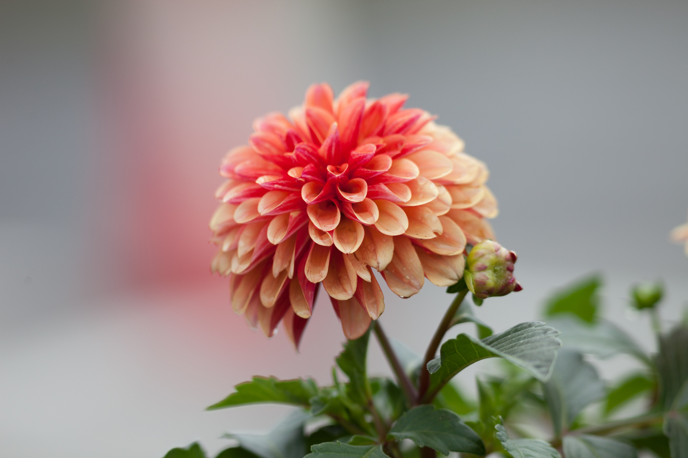 Canon EF300mm F4L IS USM_c0369219_19275886.jpg