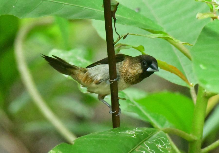 香港の野鳥たち　１_b0374023_15031641.jpg