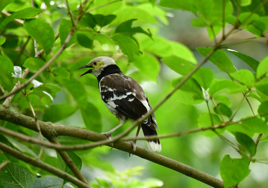 香港の野鳥たち　１_b0374023_15052059.jpg