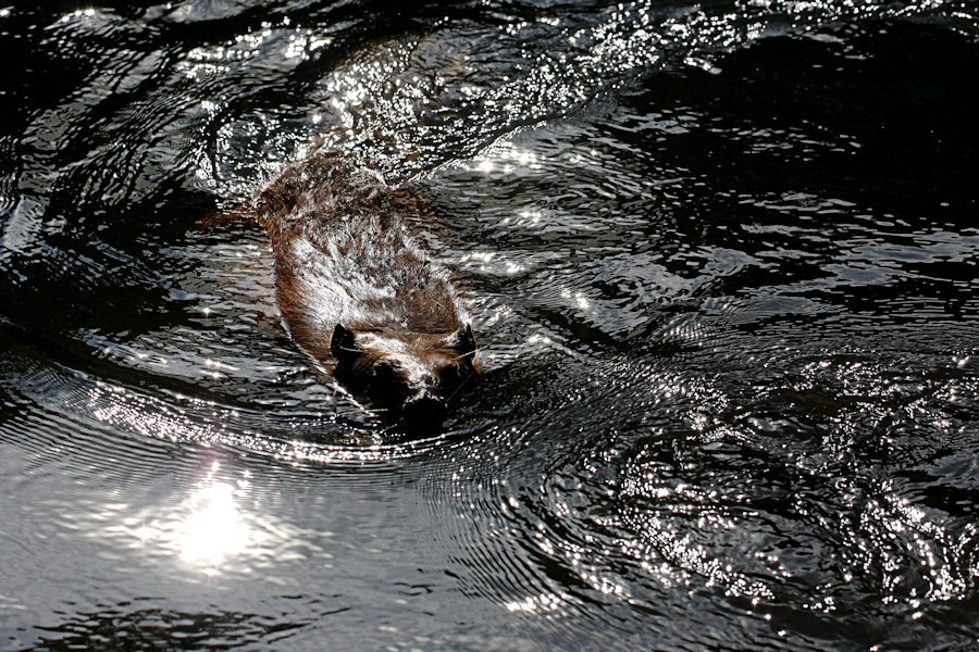 かみね動物園のアメリカビーバー_f0224624_11211554.jpg