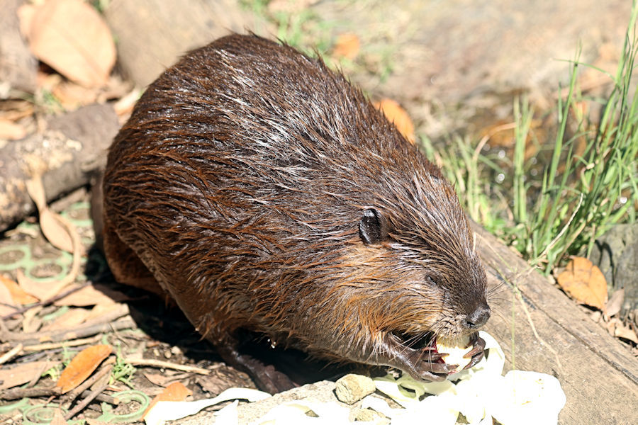 かみね動物園のアメリカビーバー_f0224624_11214603.jpg