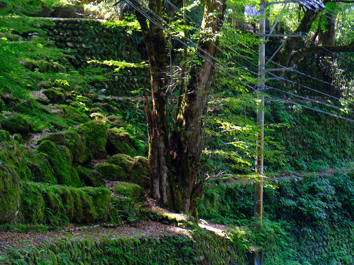 「富山・絶景ツアー 上市町 大岩山日石寺の森林セラピー」_a0000029_043537.jpg