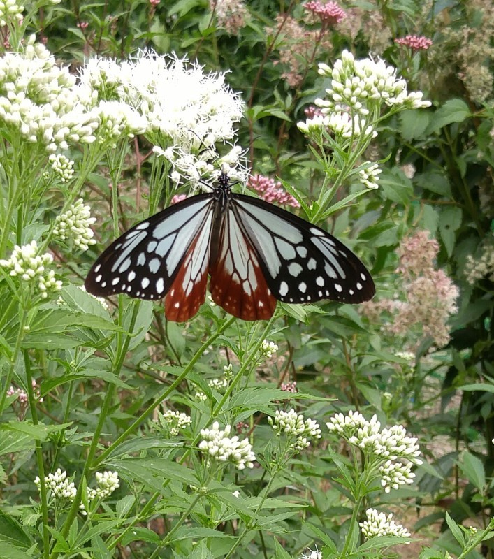f0361132_18473976.jpg