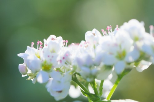 ふんわり感が可愛い蕎麦の花_f0292335_22504698.jpg