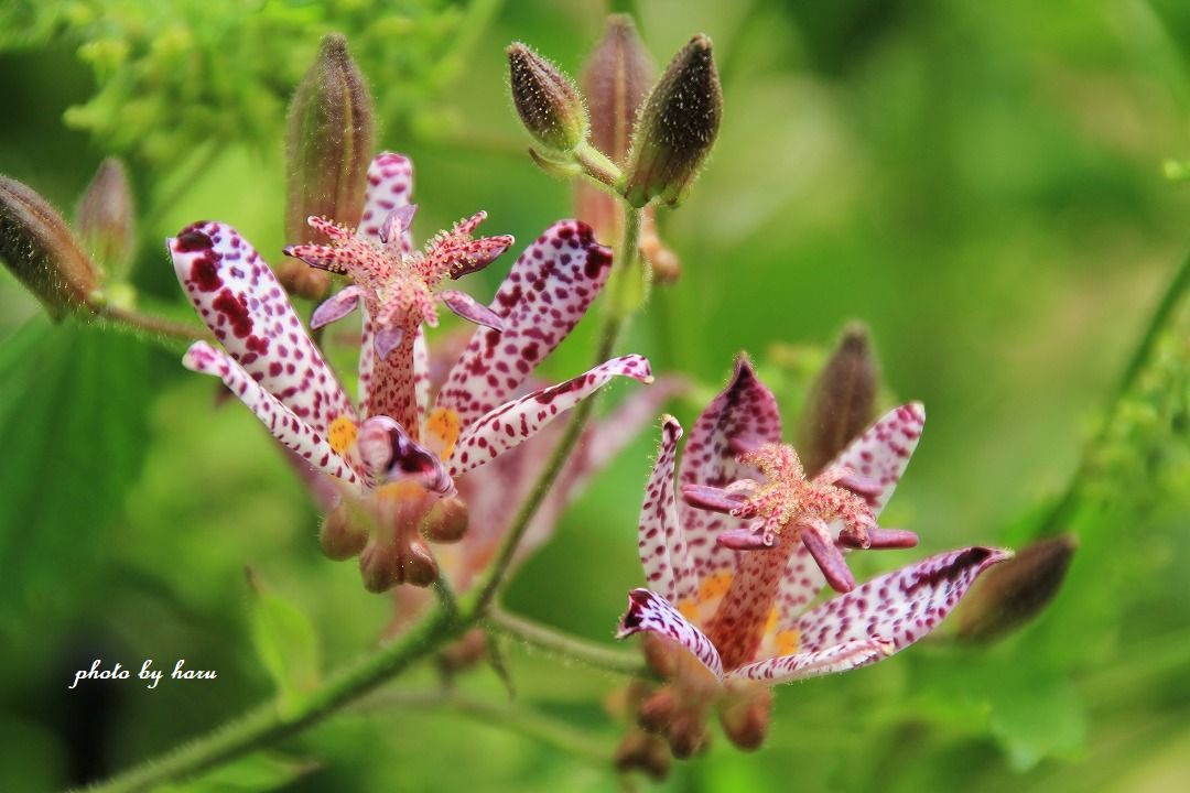f0297537_13185150.jpg