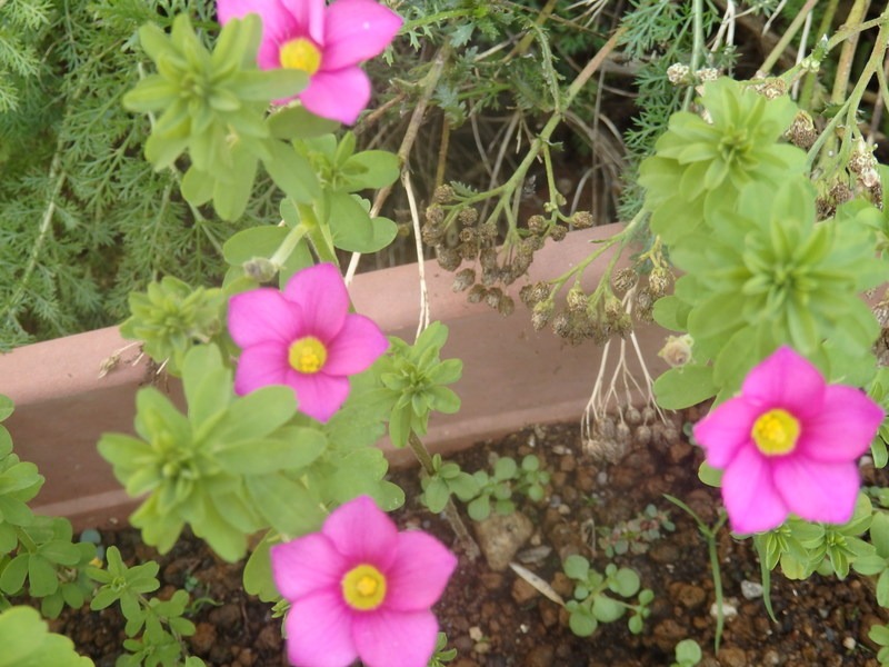 a0054240_21545699.jpg