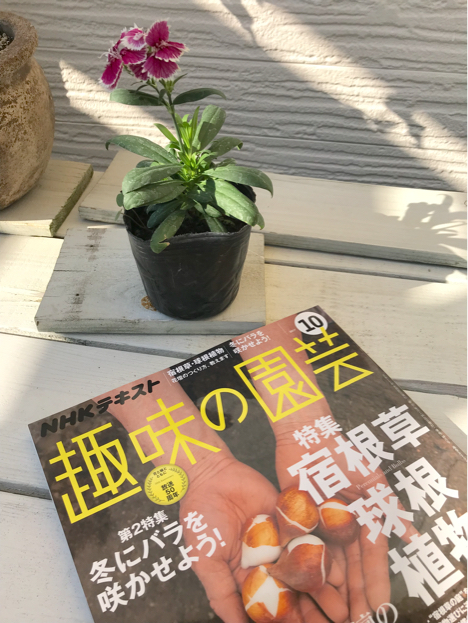 植物に囲まれて幸せ♪_d0314745_16425777.jpg