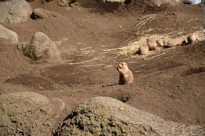 2017年　江戸川区自然動物園_c0365548_17265324.jpg