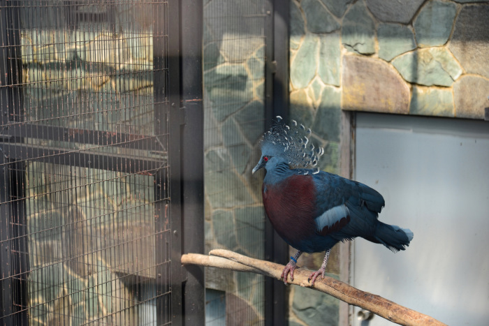 2017年　江戸川区自然動物園_c0365548_17272702.jpg