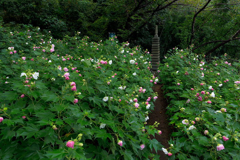 酔芙蓉の寺（山科・大乗寺）_f0155048_21581096.jpg