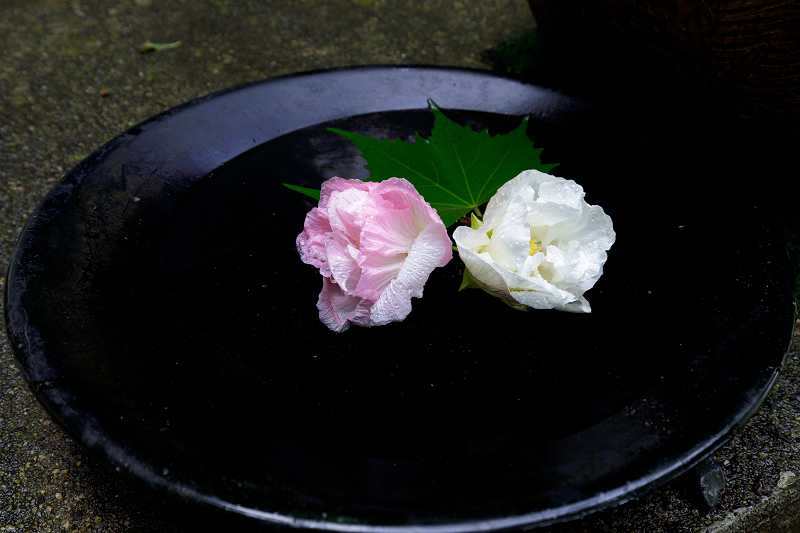 酔芙蓉の寺（山科・大乗寺）_f0155048_21594196.jpg