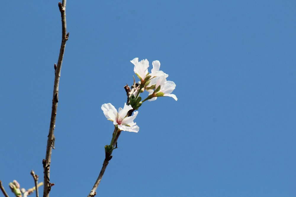 きょうの桜　10月9日_b0301550_19033235.jpg