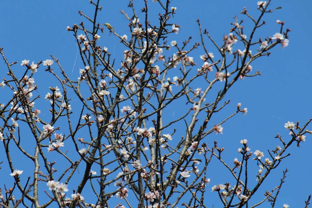 きょうの桜　10月9日_b0301550_19040449.jpg