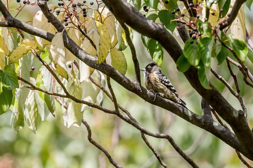 頭に赤い毛があったコゲラ あだっちゃんの花鳥風月 頭に赤い毛があったコゲラ あだっちゃんの花鳥風月