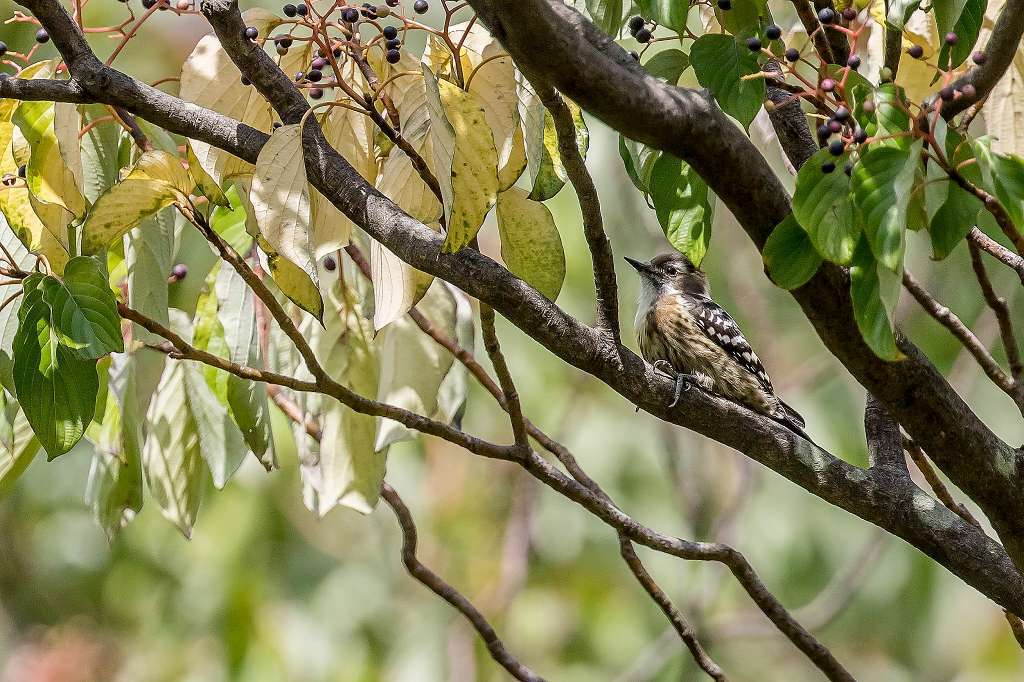 頭に赤い毛があったコゲラ あだっちゃんの花鳥風月